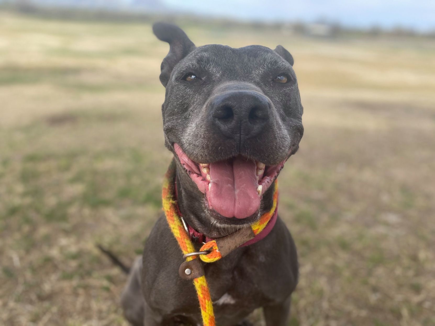 Adopt a friend: Roxie